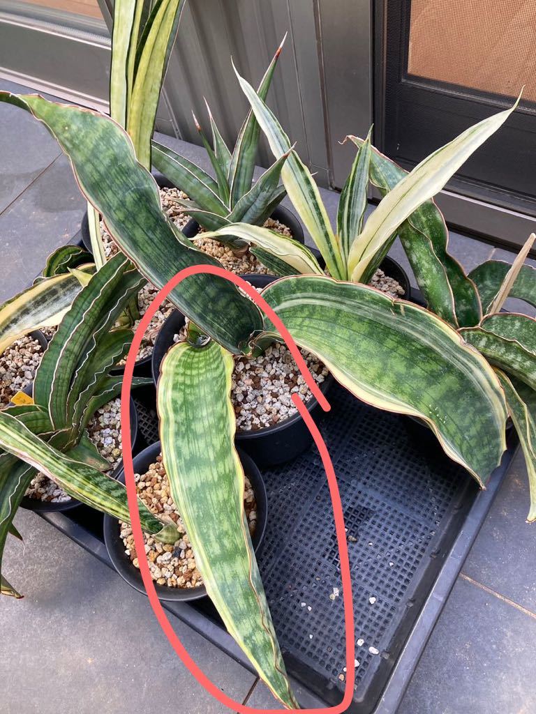 サンスベリア マフィンガ タンザニア ドラゴン ジェイド 斑入り 植物