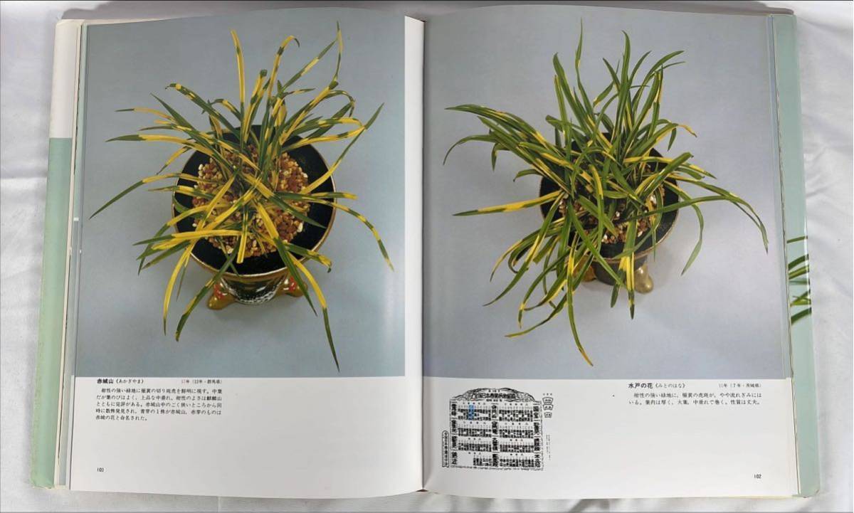 . цвет Япония весна орхидея ..|. имеется | Showa 60 год | сад жизнь |. документ . новый свет фирма 