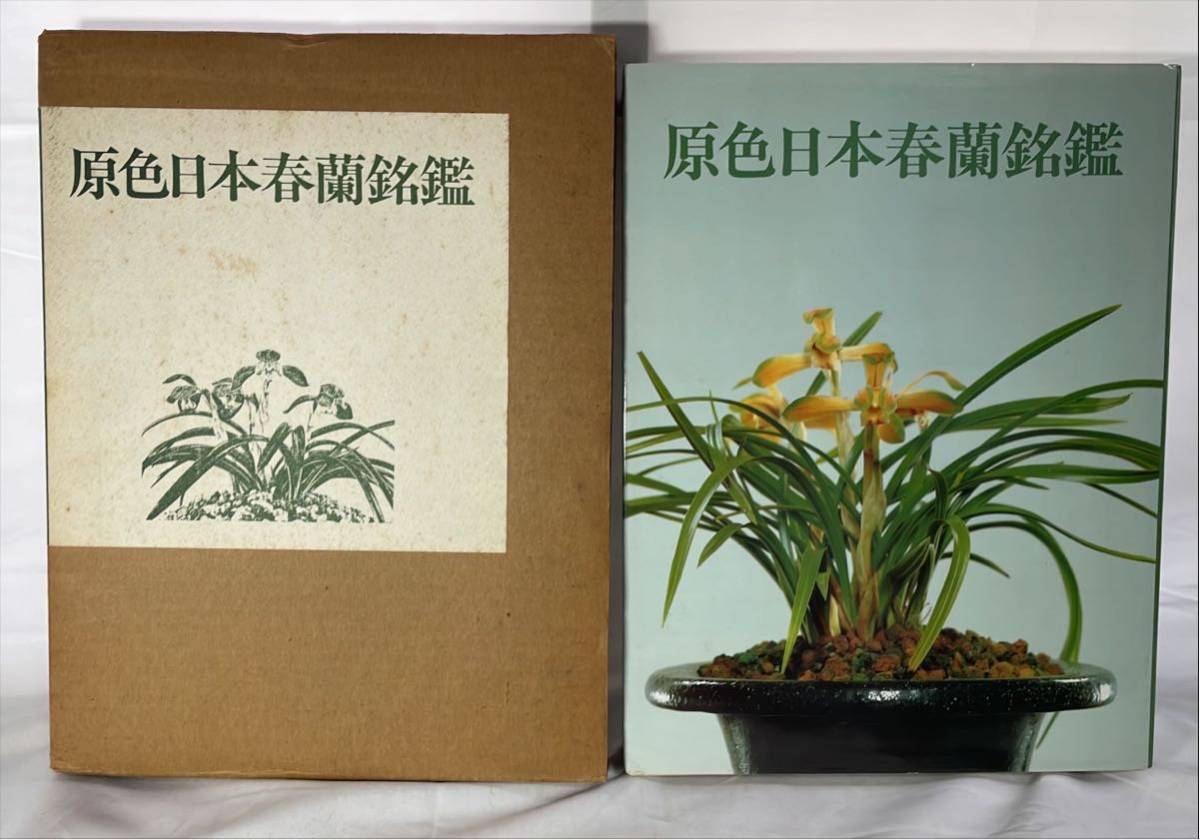 . цвет Япония весна орхидея ..|. имеется | Showa 60 год | сад жизнь |. документ . новый свет фирма 