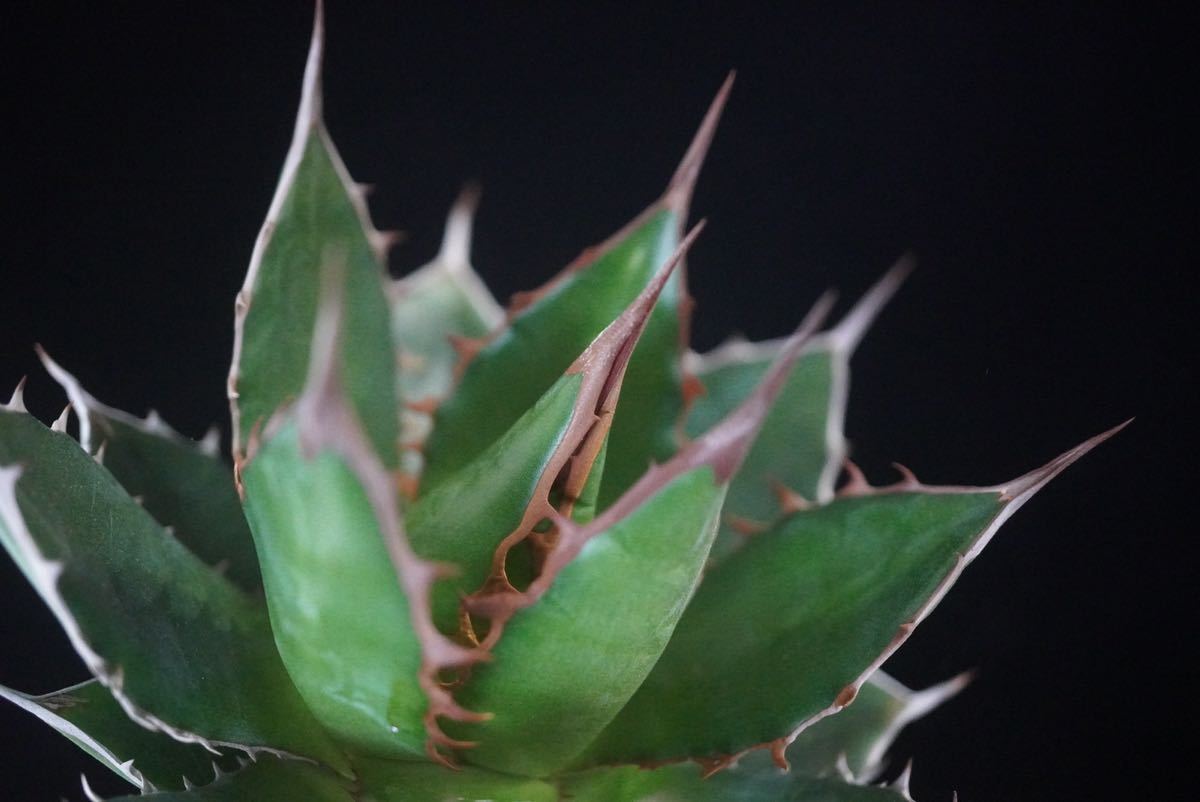 5 ■ アガベ ホリダ■Agave horrida チタノタ_画像5