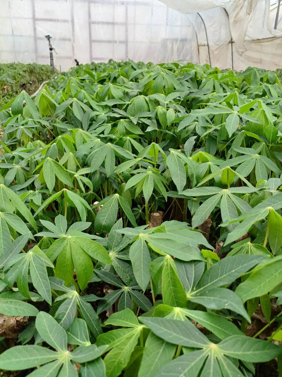 キャッサバの苗 3０本、mandioca, yucca、ハウス栽培