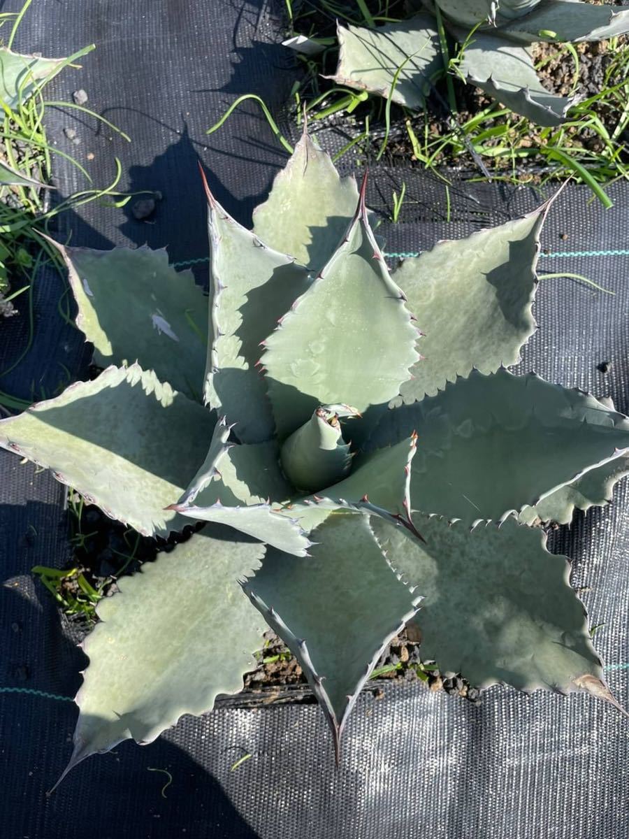 アガベ テマカプリネンシス agave 大株 希少種 アガベ テマカプリネンシス agave 大株 希少種