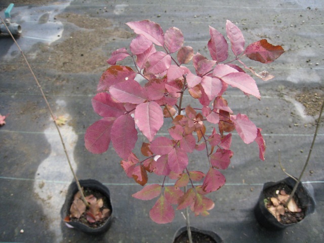  fraxinus lanuginosa ( goods kind designation un- possible ) 0.3m 10.5cm pot seedling 