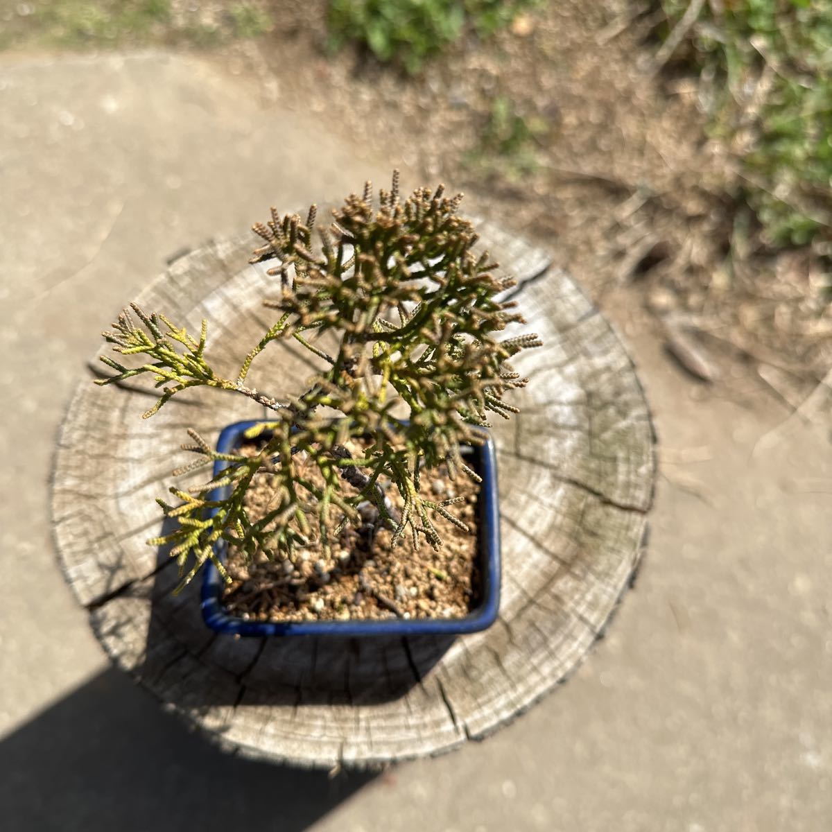  small goods sin Park genuine Kashiwa bonsai 
