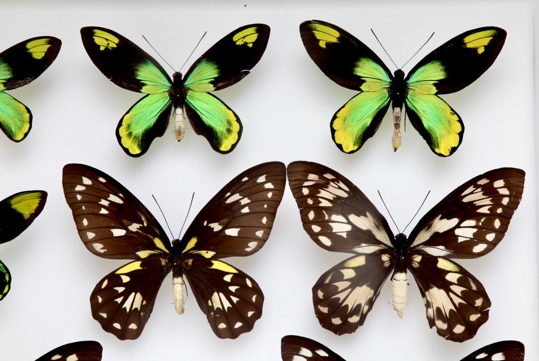 稀少 ビクトリアトリバネアゲハ Ornithoptera victoriae 産地別 亜種