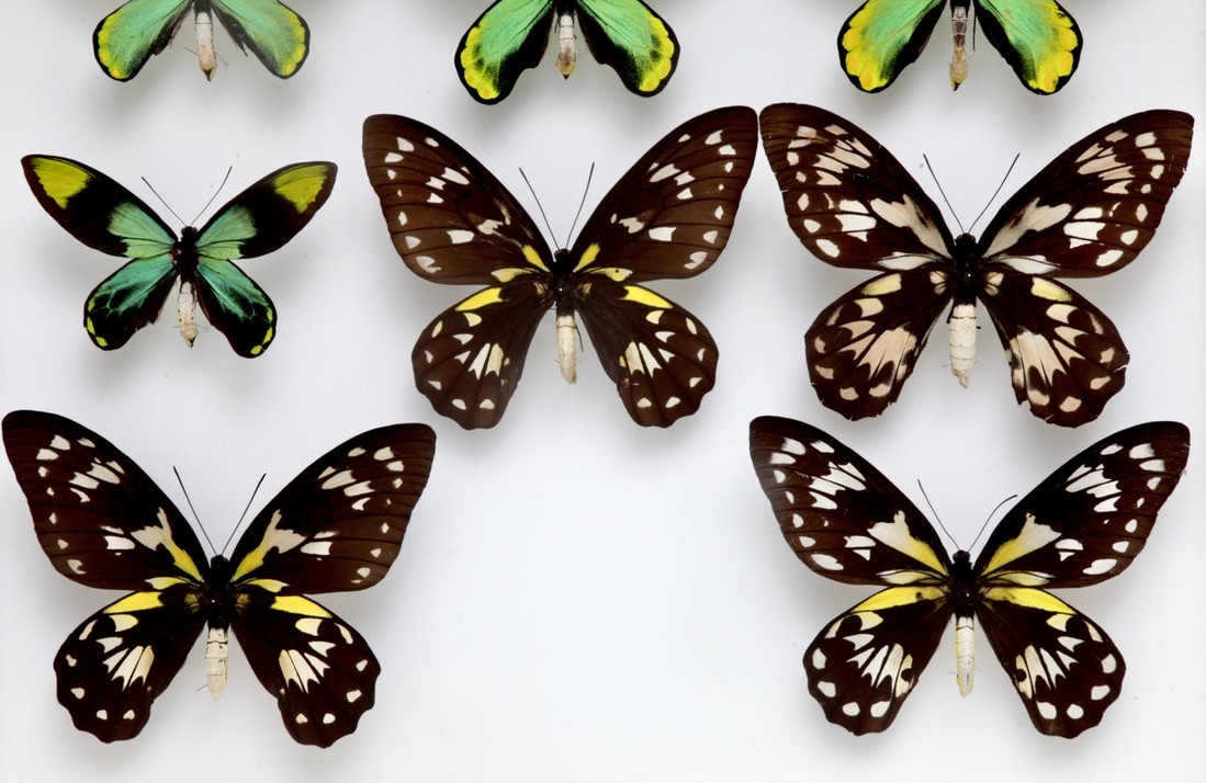 稀少 ビクトリアトリバネアゲハ Ornithoptera victoriae 産地別 亜種