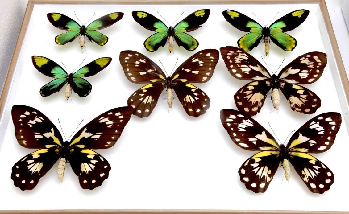 稀少 ビクトリアトリバネアゲハ Ornithoptera victoriae 産地別 亜種