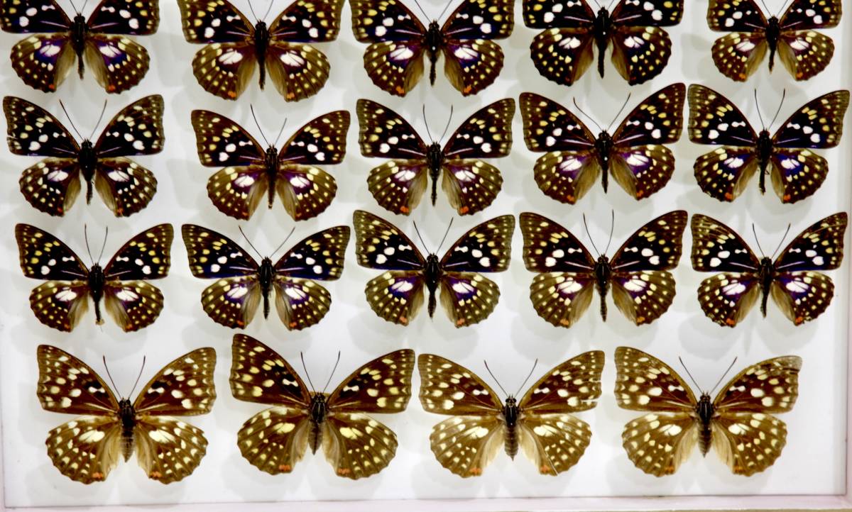 ョンにつき 蝶標本 オオムラサキ 日野春産 コレクション 研究用 ドイツ標本箱 しとさせて