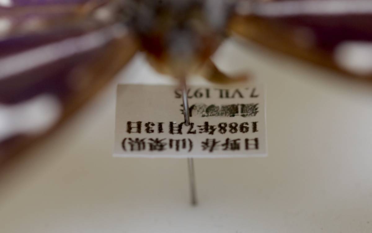 ョンにつき 蝶標本 オオムラサキ 日野春産 コレクション 研究用 ドイツ標本箱 しとさせて