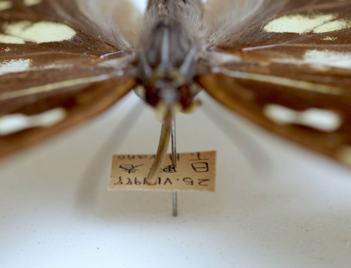 ョンにつき 蝶標本　 オオムラサキ 日野春産 コレクション 研究用 　ドイツ標本箱 しとさせて