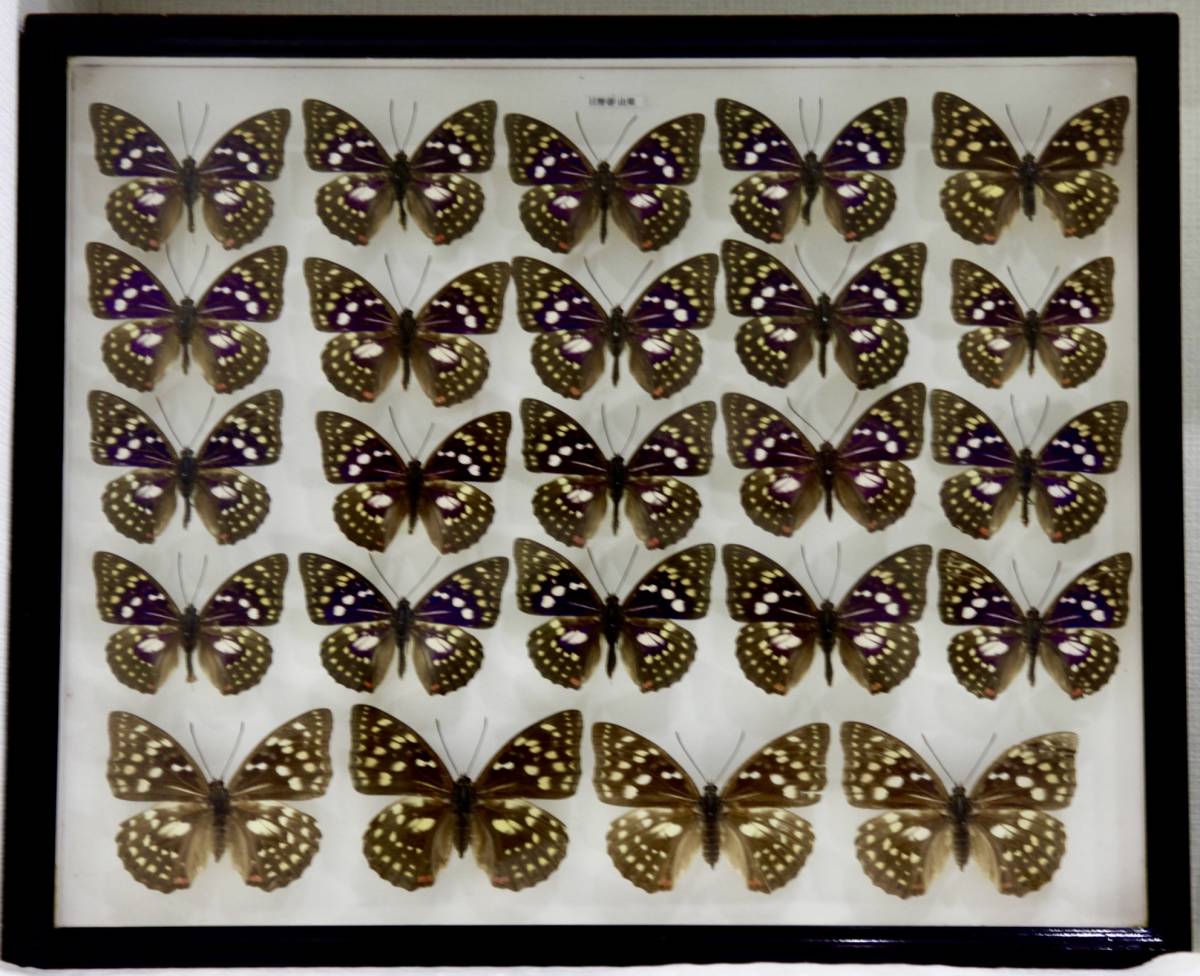 ョンにつき 蝶標本　 オオムラサキ 日野春産 コレクション 研究用 　ドイツ標本箱 しとさせて