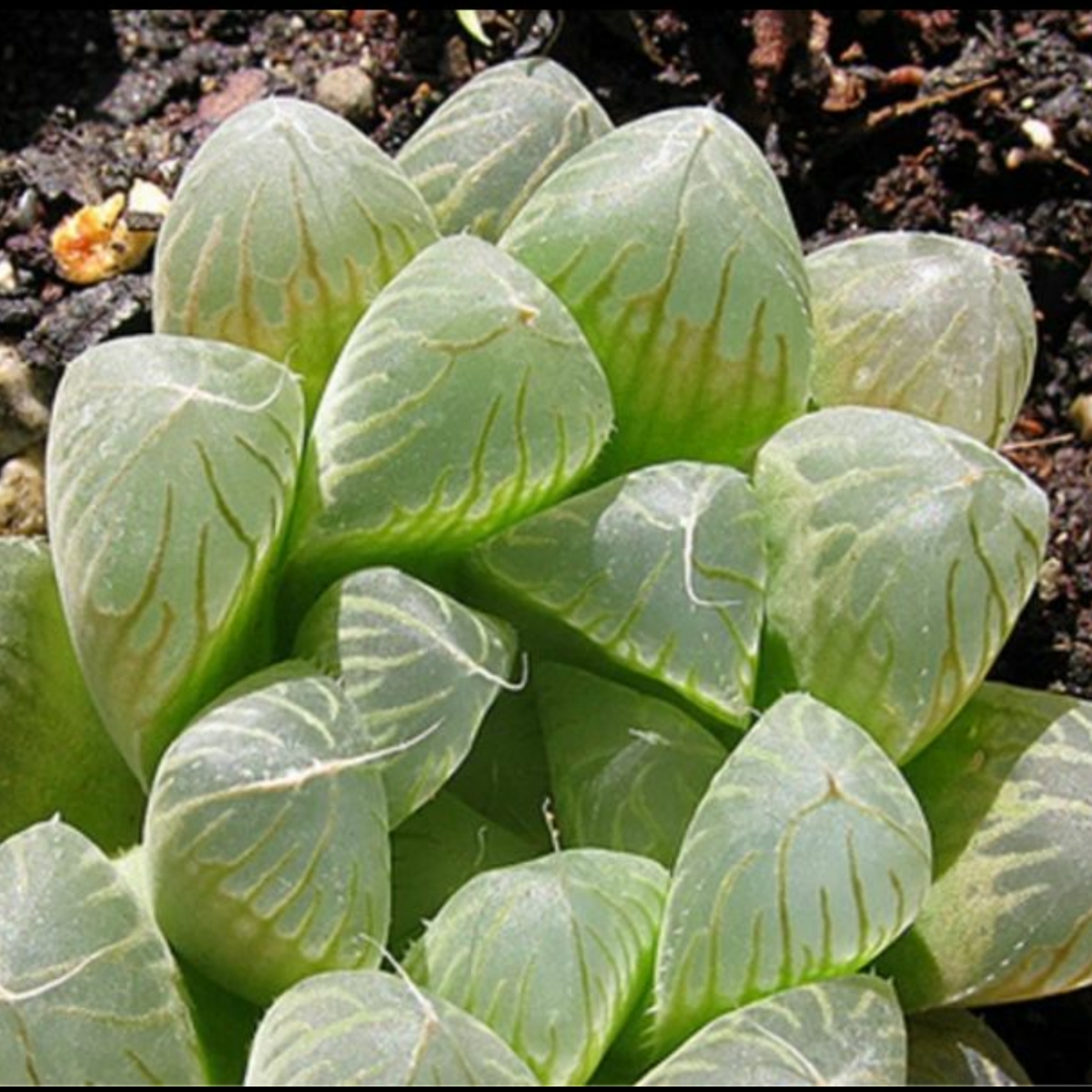 多肉植物 レア ハオルチアv クーペリ フィリフェラ 斑入り 種 5粒_画像1