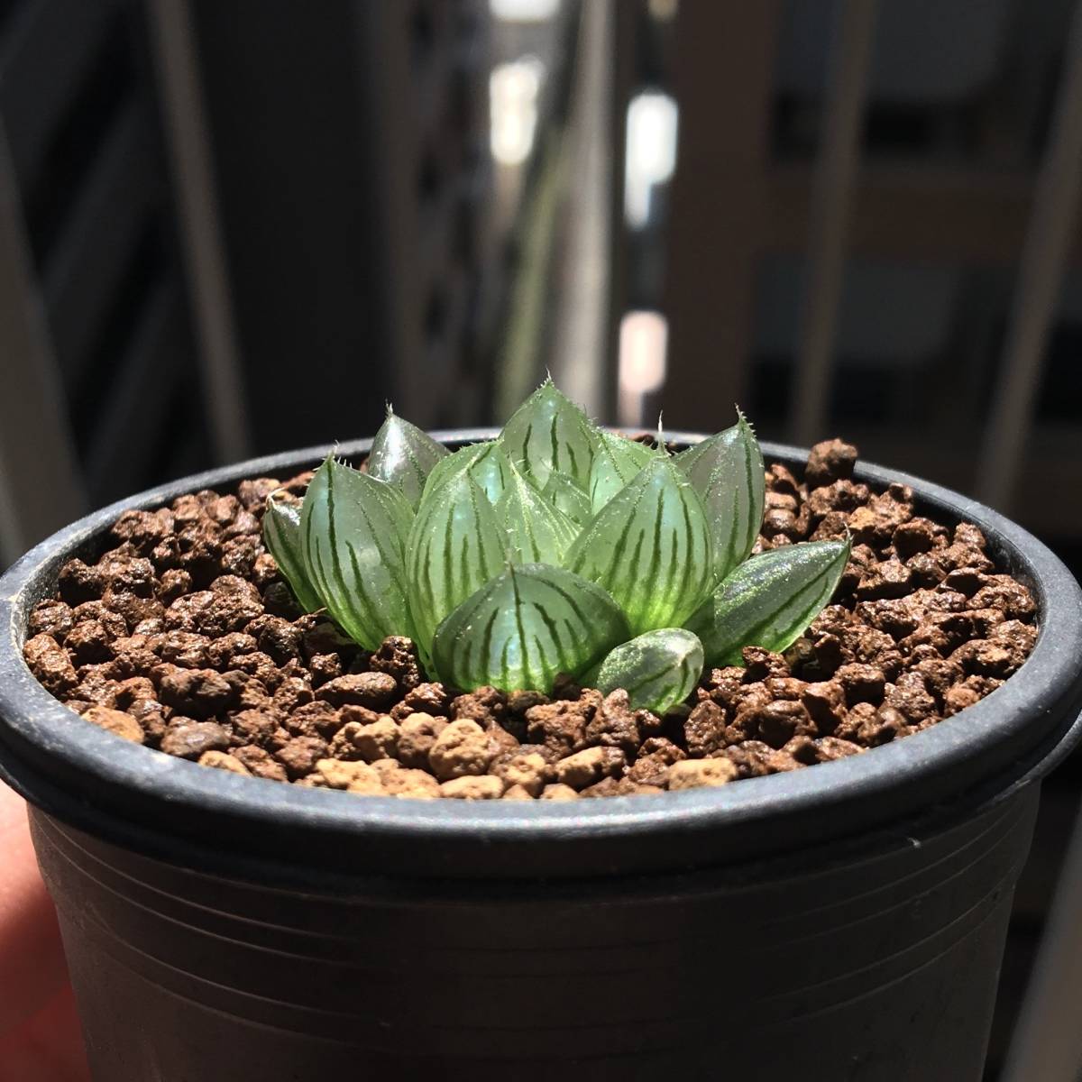 Yahoo!オークション - ハオルチア 実生交配1 多肉植物 Yahoo!オークション - ハオルチア 実生交配1 多肉植物