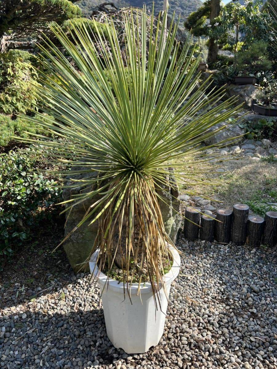 極太 発根 新葉 レア ユッカ リネアリフォリア Yucca linearifolia