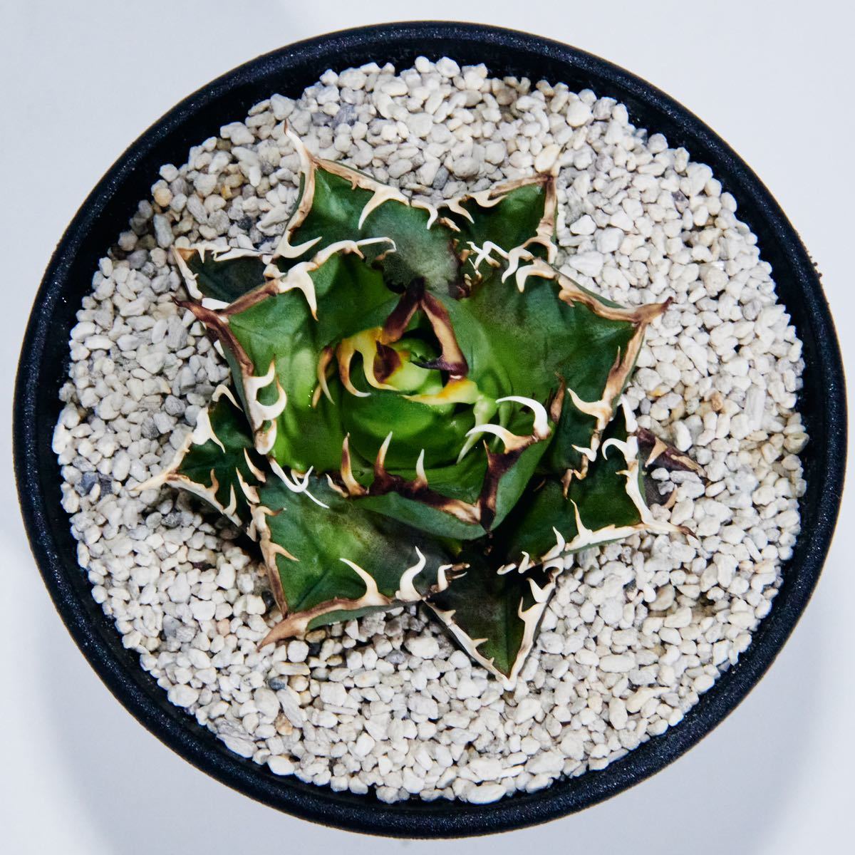 品質が アガベ チタノタ ホリダ 白中斑 稀少株 発根済み 5.5cm 植物