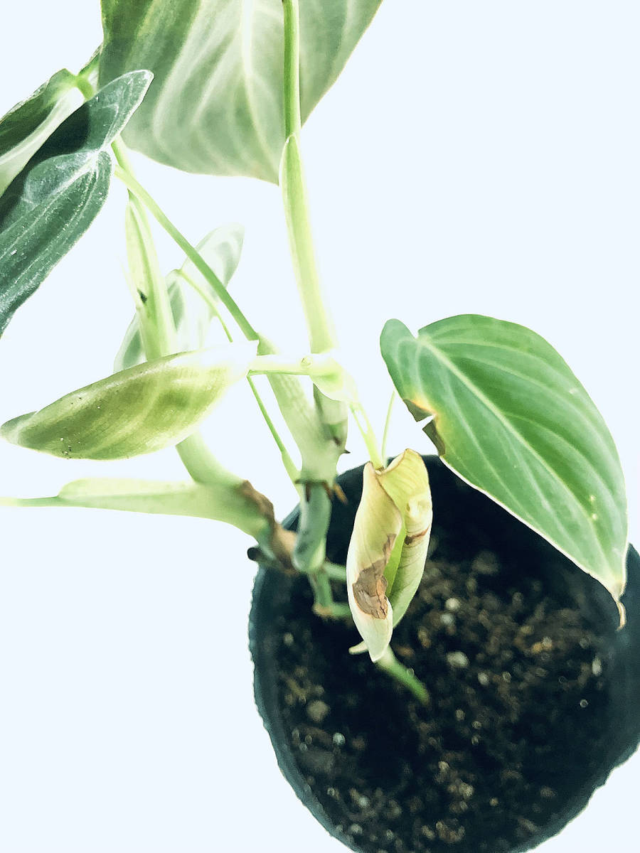 希少/2株入り/大型種■フィロデンドロン メラノクリサム ベルベット状■Philodendron Melanocrysum/検索モンステラアロイドアンドレアナムの画像6