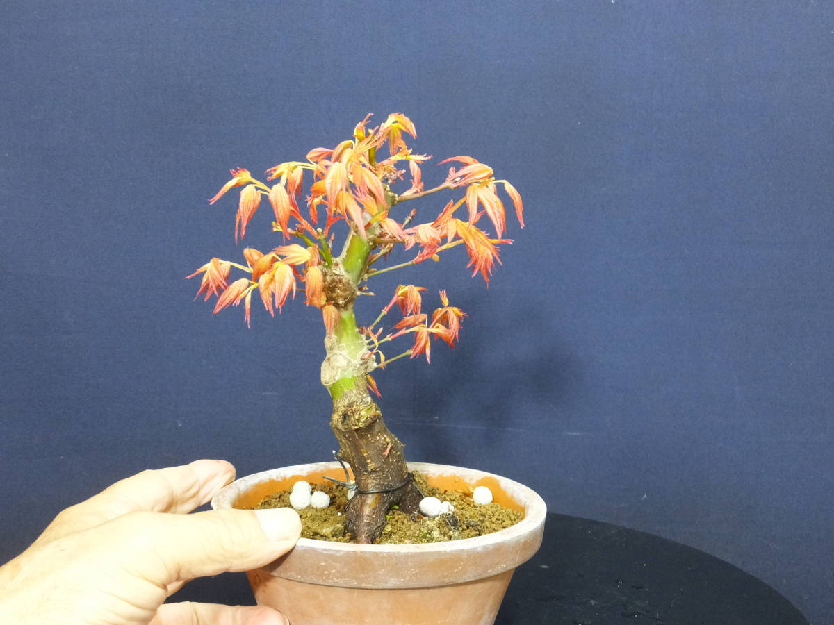 Yahoo!オークション - 人気モミジ”紅千鳥”小品盆栽用素材“模様木 Yahoo!オークション - 人気モミジ”紅千鳥”小品盆栽用素材“模様木