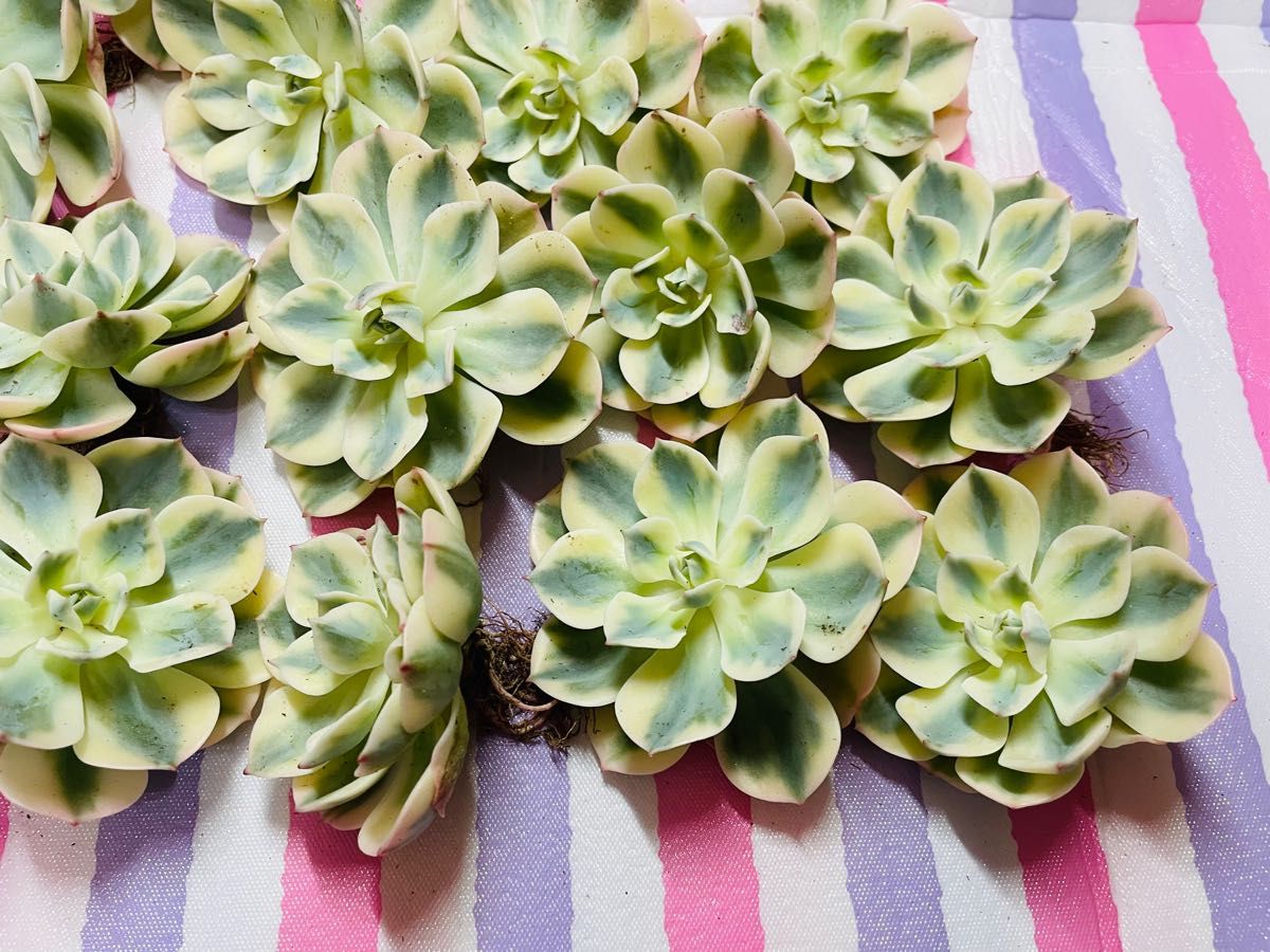 20多肉植物 エケベリア ルノーディーン 20株 | www.mclegal.info