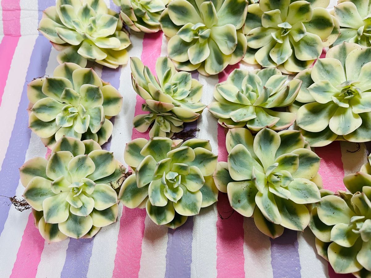 20多肉植物 エケベリア ルノーディーン 20株 | loop.ooo