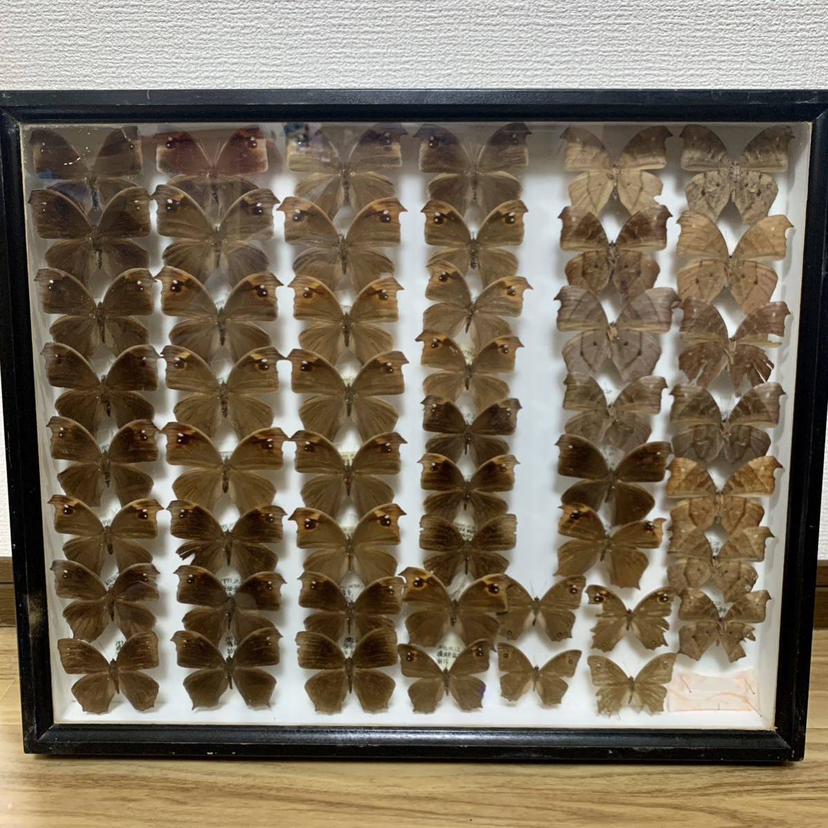 ドイツ箱 蝶 標本 12 クロコノマチョウ 神奈川 静岡 1991