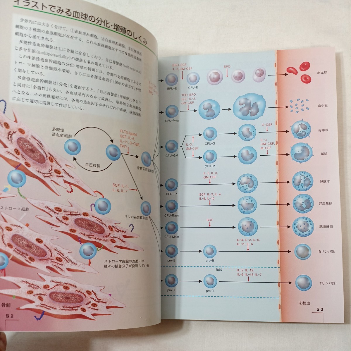 zaa-431♪『血液疾患診療マニュアル』　編集委員監修 池田康夫(編集) 日本医師会雑誌（2000/10/15発売）