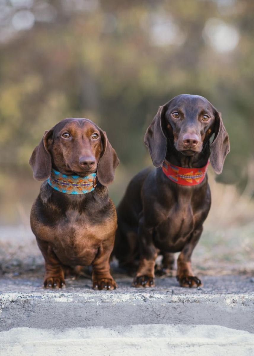 Etna Green スペイン製 高級犬用首輪（小型犬　中型犬）