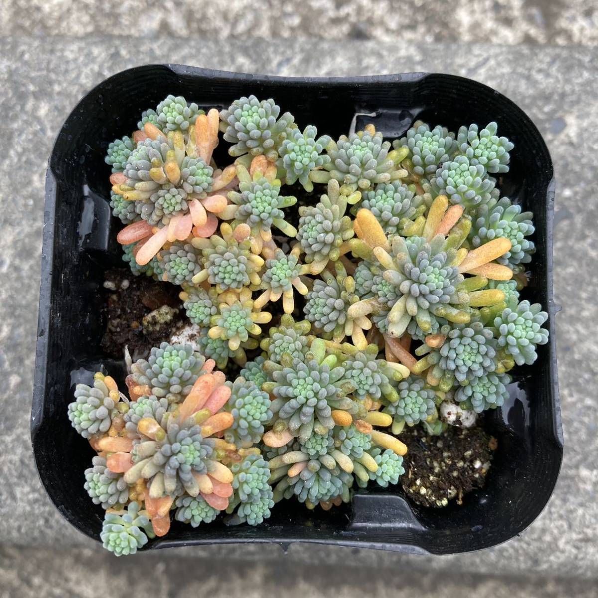 Yahoo!オークション - 【多肉植物】セダム属 ルベンスリザード Yahoo!オークション - 【多肉植物】セダム属 ルベンスリザード