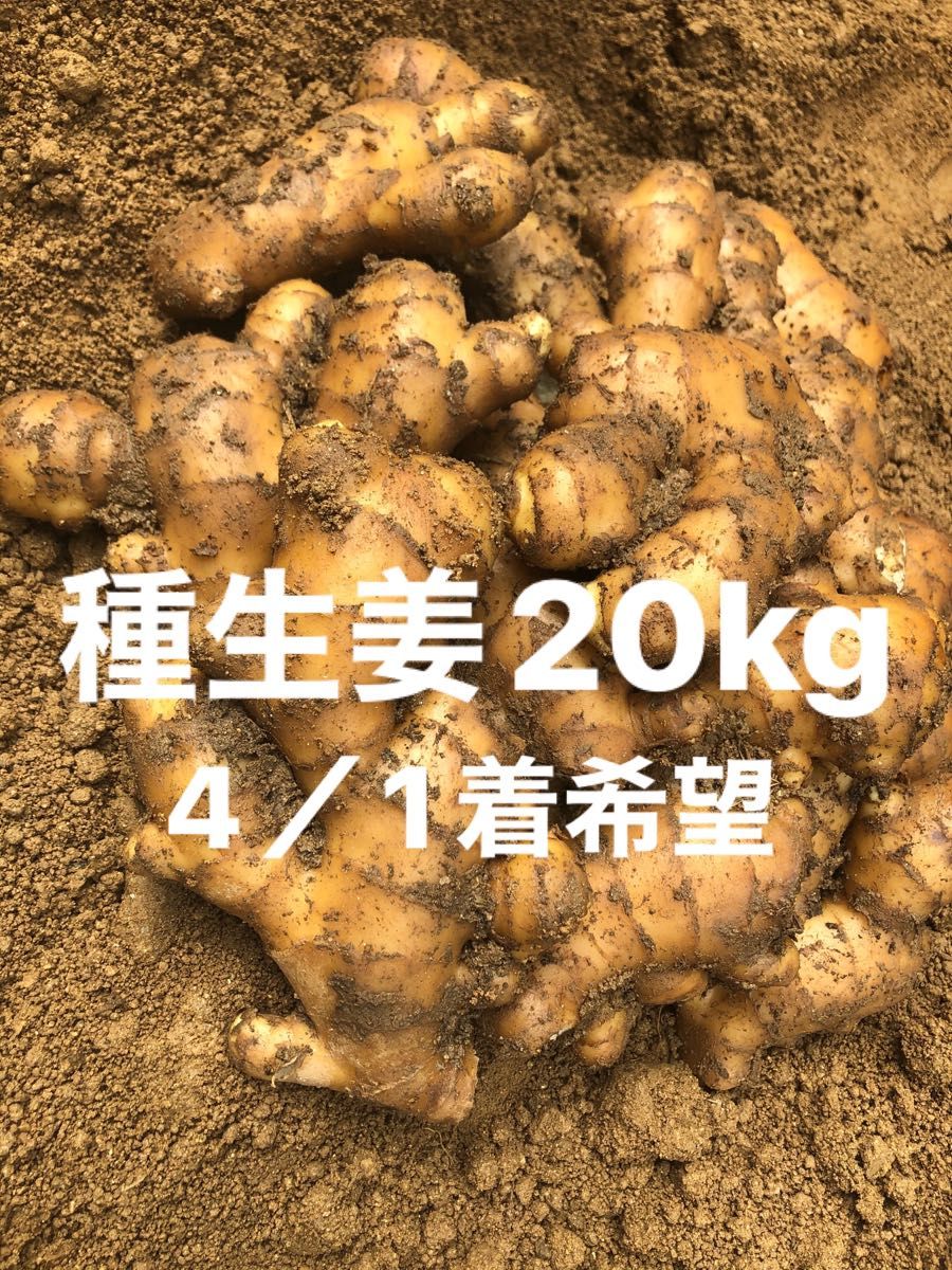 種生姜15kg 4/1着希望｜Yahoo!フリマ（旧PayPayフリマ）