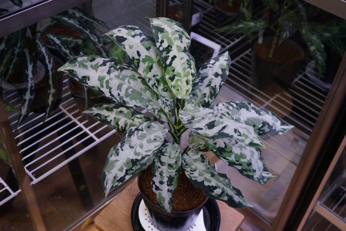 アグラオネマ ピクタム 柳緑花紅 りゅうりょくかこう LA便 アグラオネマ ピクタム 柳緑花紅 りゅうりょくかこう LA便