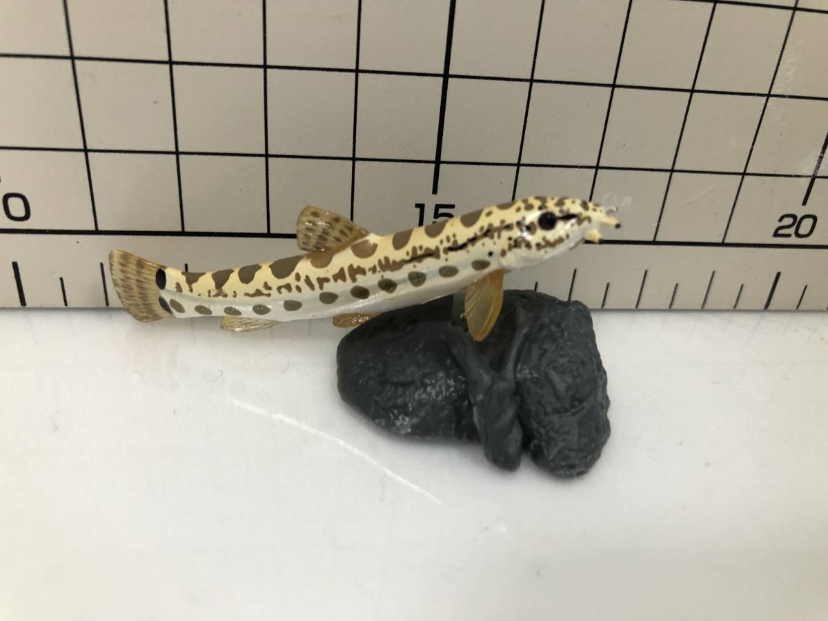 原色淡水魚図鑑Ⅱ シマドジョウ YUJIN ユージン フィギュア 原色淡水魚図鑑Ⅱ シマドジョウ YUJIN ユージン フィギュア