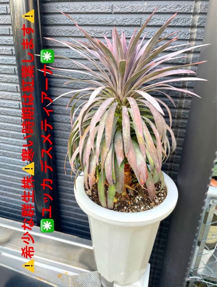☆希少な群生株☆寒い時期は紅葉します☆ユッカ デスメティアーナ