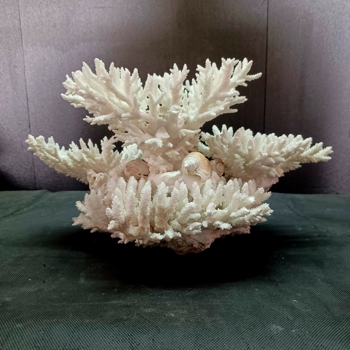 8【珊瑚】★飾り 白 サンゴ 置物★海水魚 水槽 レイアウト インテリア 化石_画像5