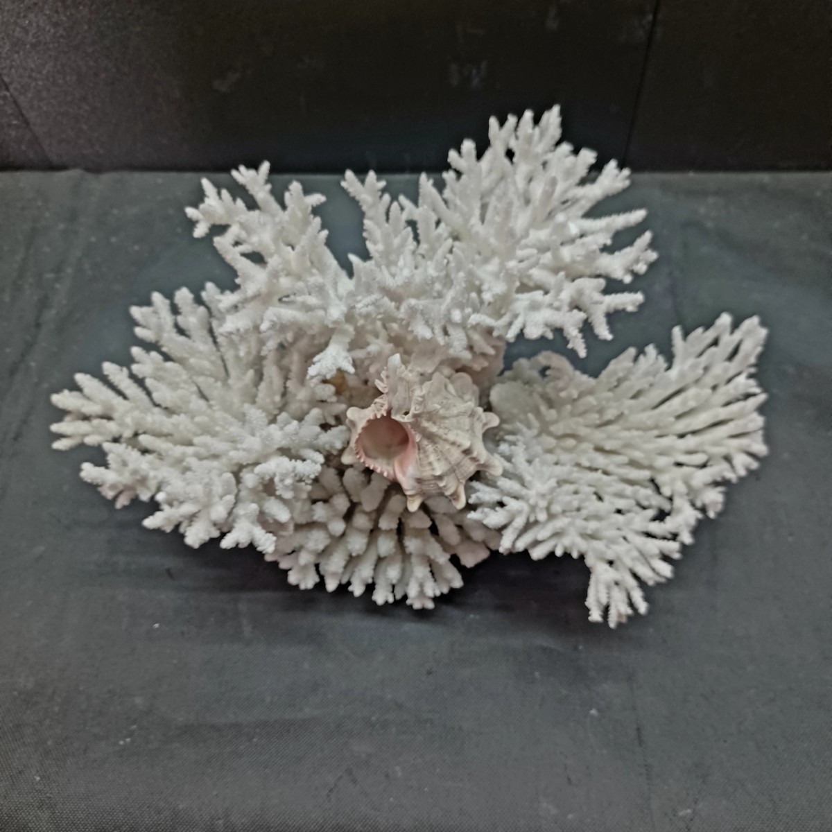 8【珊瑚】★飾り 白 サンゴ 置物★海水魚 水槽 レイアウト インテリア 化石_画像2