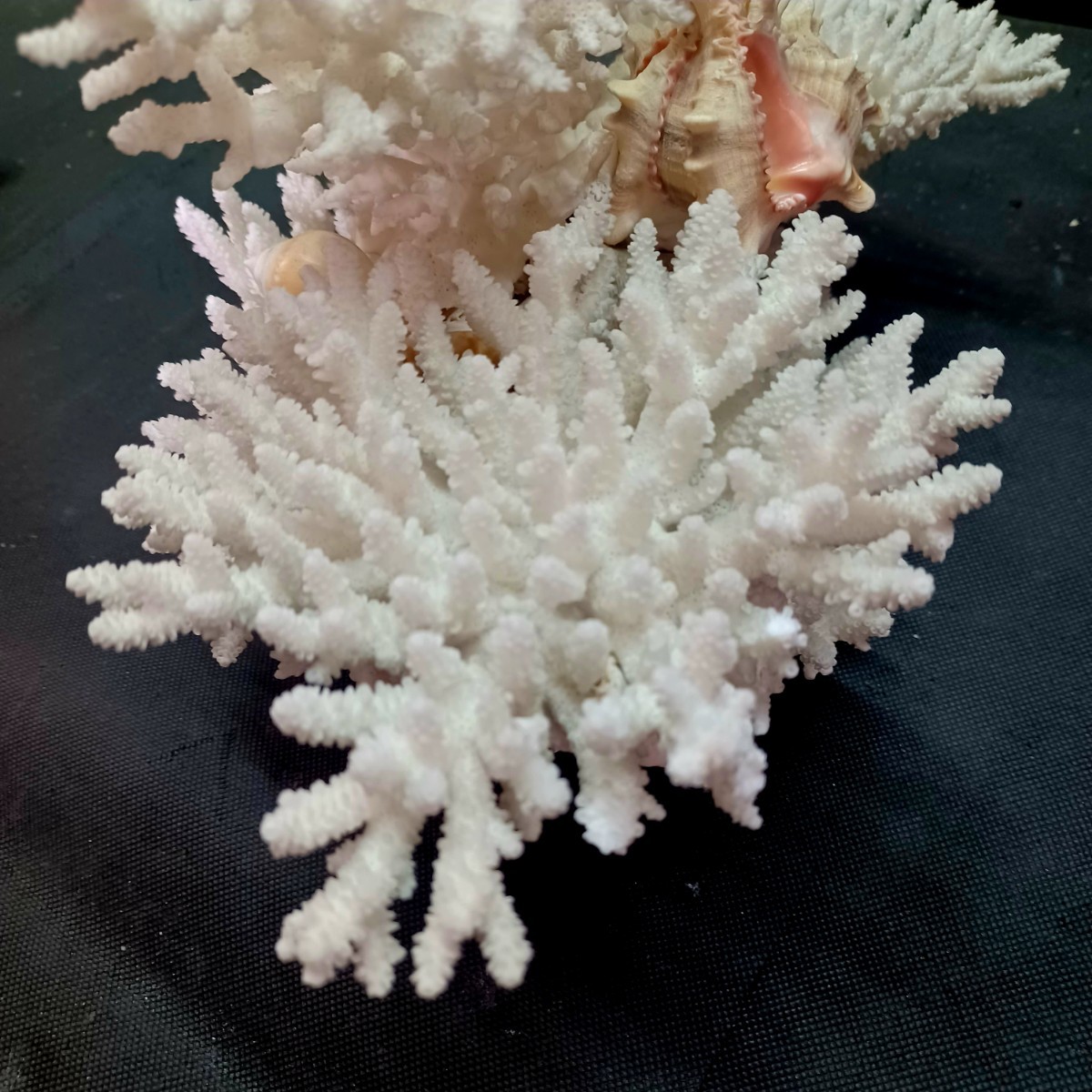8【珊瑚】★飾り 白 サンゴ 置物★海水魚 水槽 レイアウト インテリア 化石_画像4