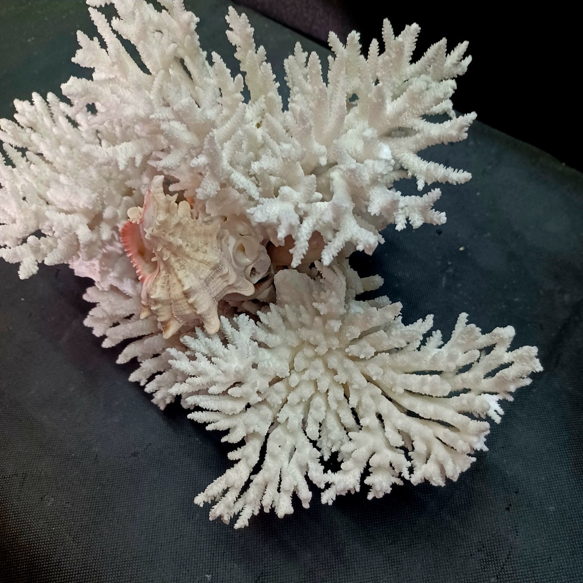 8【珊瑚】★飾り 白 サンゴ 置物★海水魚 水槽 レイアウト インテリア 化石_画像3