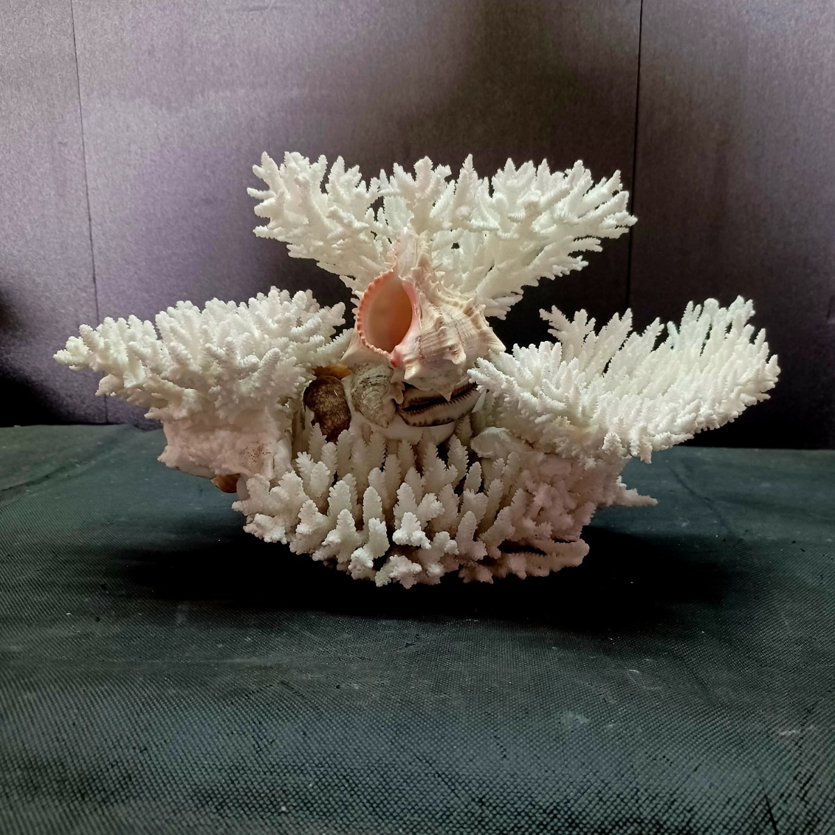 8【珊瑚】★飾り 白 サンゴ 置物★海水魚 水槽 レイアウト インテリア 化石_画像1