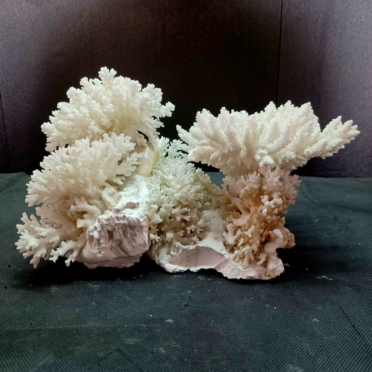 驚きの安さ 18【珊瑚】☆飾り 白 サンゴ 置物☆海水魚 水槽 レイアウト