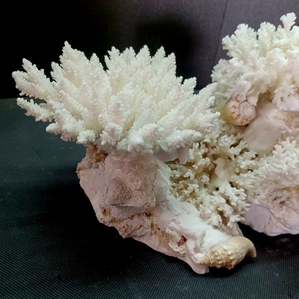 白珊瑚(魚) - 標本用品