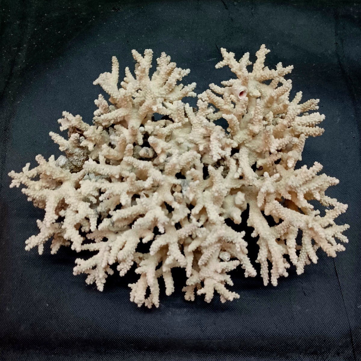 22[..]* decoration white coral ornament * saltwater fish aquarium layout interior fossil 