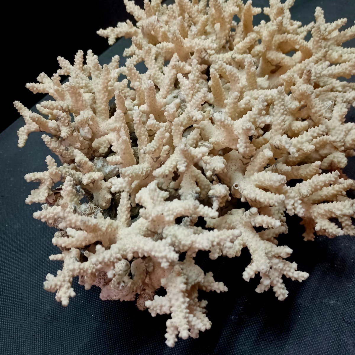22[..]* decoration white coral ornament * saltwater fish aquarium layout interior fossil 
