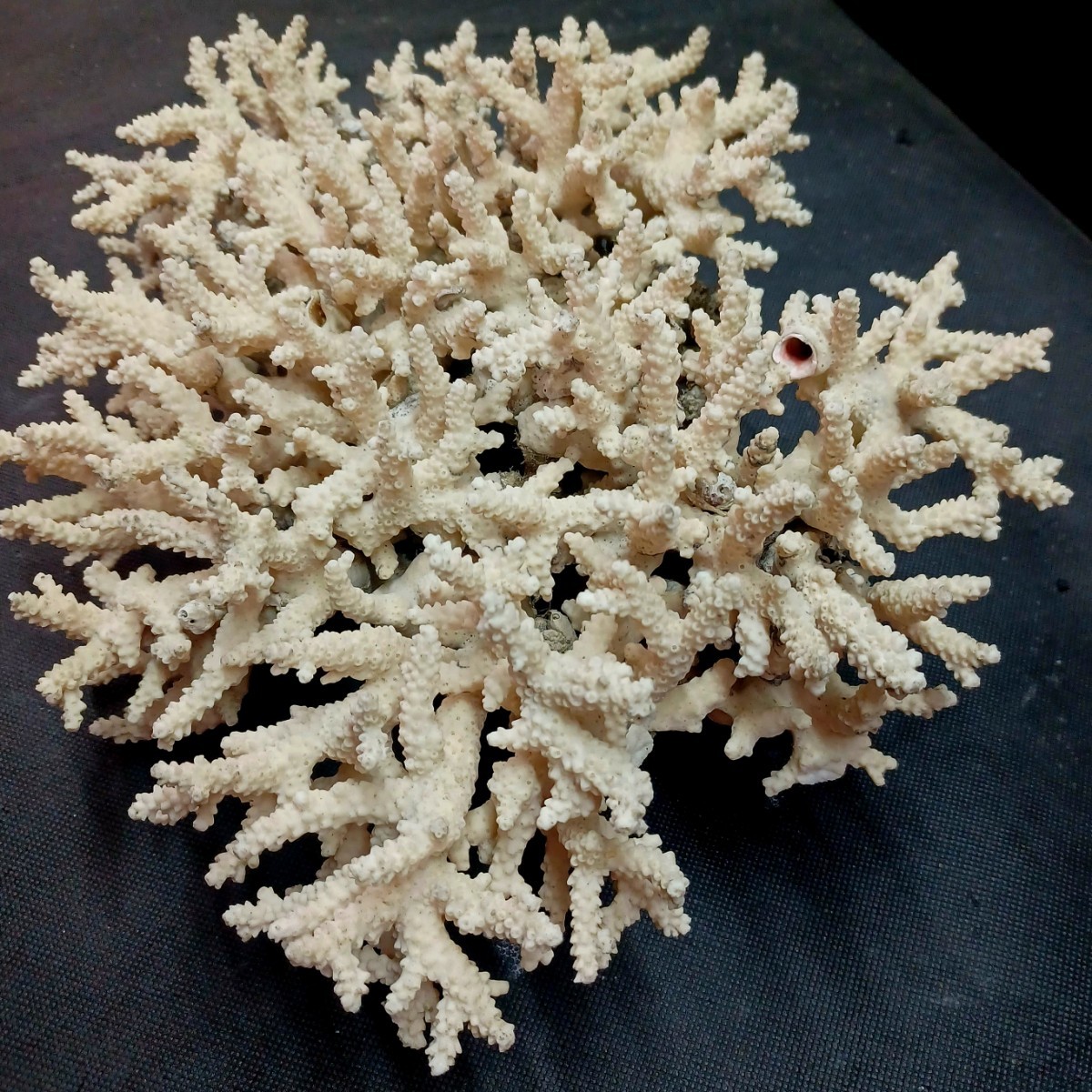 22☆飾り 白 サンゴ レイアウト 置物☆海水魚 化石 水槽 インテリア 魚