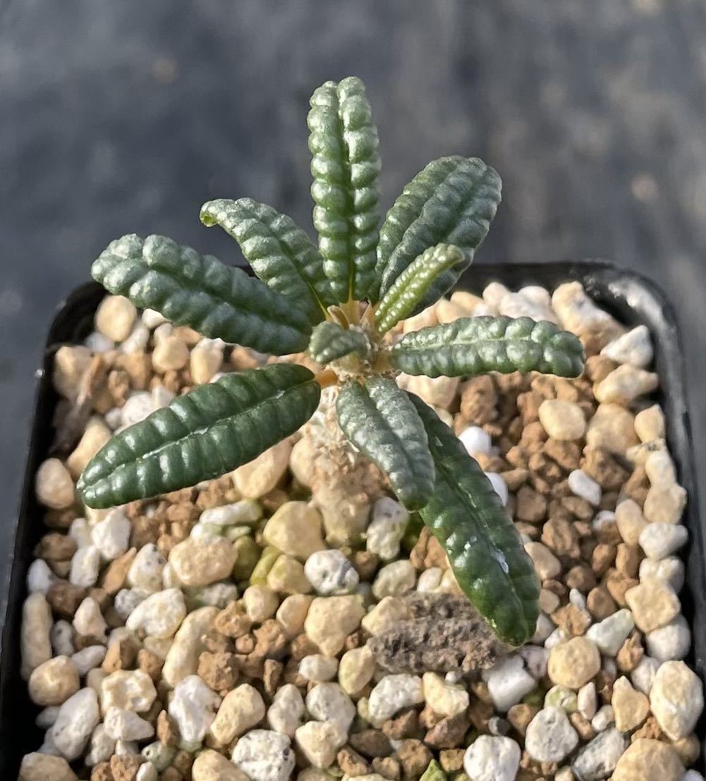 ドルステニア ギガス ブラータ 挿木苗 希少種 dorstenia gigas f ドルステニア ギガス ブラータ 挿木苗 希少種 dorstenia gigas f