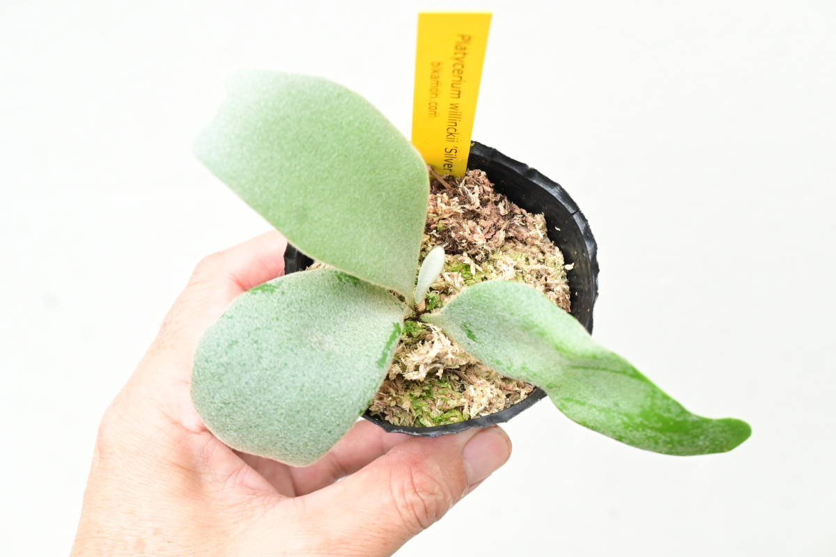 ビカクシダ　ウィリンキーAnapat#1、シルバーバンビ専用出品 ビカクシダ ウィリンキーAnapat#1、シルバーバンビ専用出品