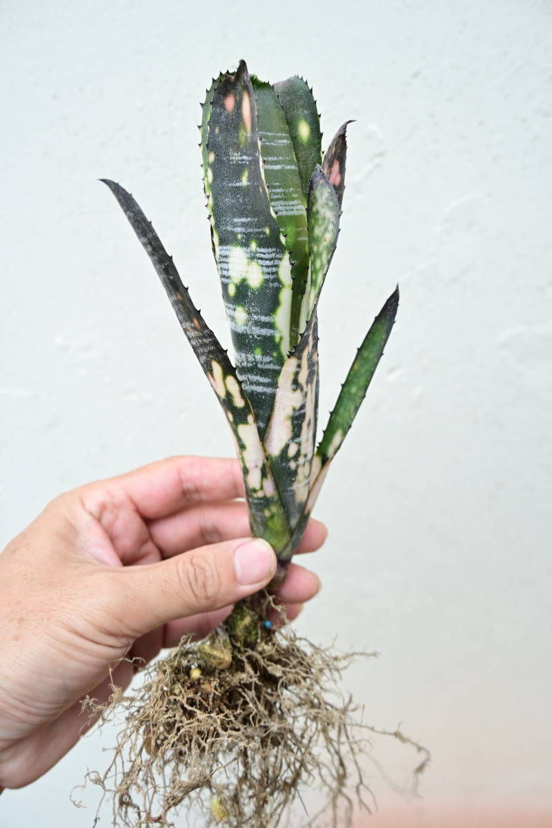 Billbergia 'Domingos Martins' @bikamori com ビルベルギア Billbergia 'Domingos Martins' @bikamori com ビルベルギア