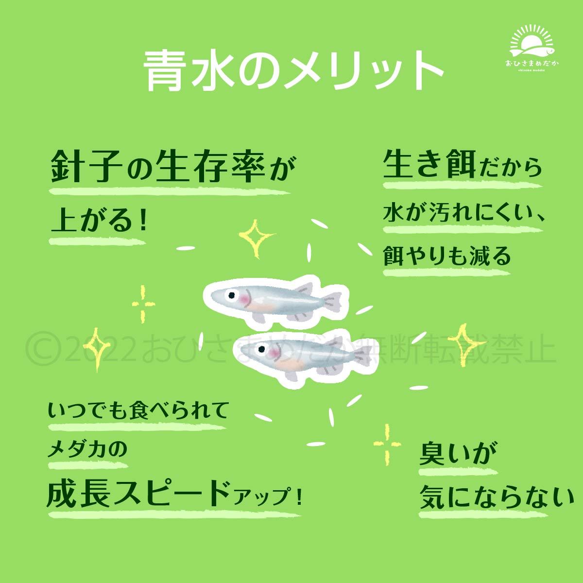 初心者からプロ【青水　グリーンウォーター　3000ml】メダカ　めだか卵　金魚　熱帯魚　ミジンコ　ゾウリムシ　ミドリムシ　PSB　どうぞ