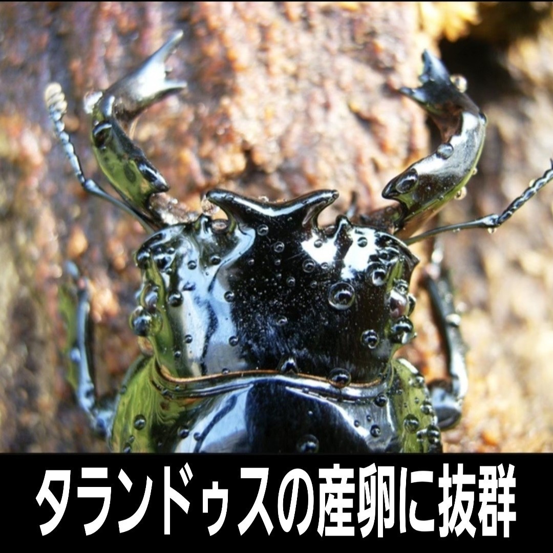 クワガタを産卵させるならコレが最強です！　カワラ植菌産卵木　カビが生えません！　加水も不要です！直径12～15センチの特大サイズです_画像5