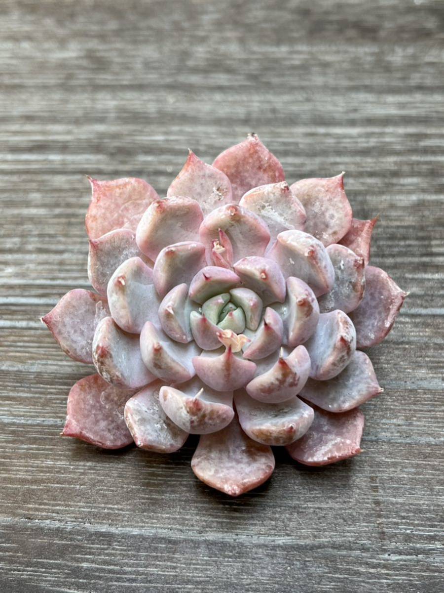 Yahoo!オークション - 多肉植物 スターJ エケベリア 韓国苗 コロ多肉 Yahoo!オークション - 多肉植物 スターJ エケベリア 韓国苗 コロ多肉