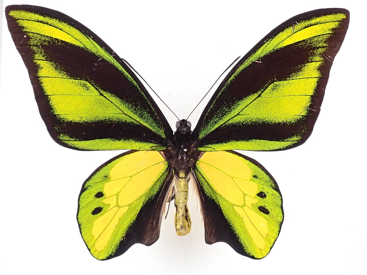 OR083 キマエラトリバネアゲハ亜種charybdis / Weyland (New Guinea Island) ♂大型 前翅長77mm ♀大型前翅長91mm