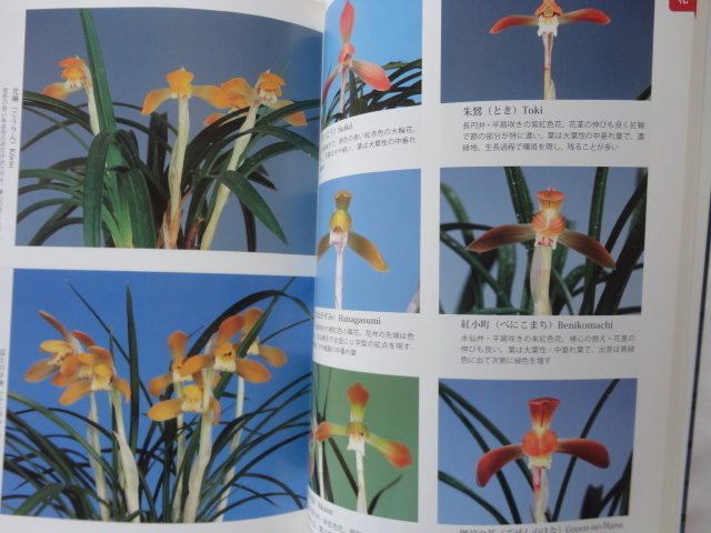[ separate volume hobby. fields and mountains grass spring orchid . flower ] Heisei era 19 year the first version .. leaf bookstore 