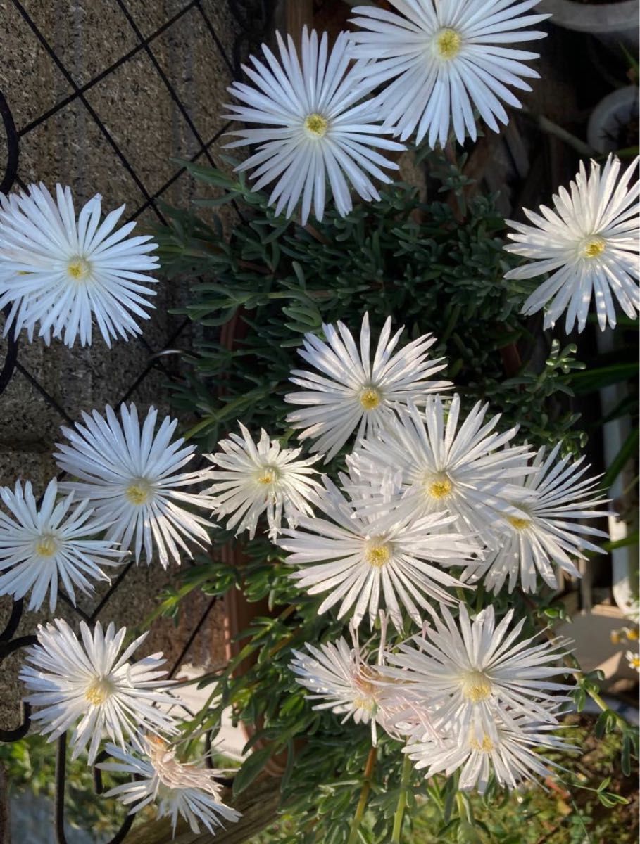 松葉ギク　多肉植物　白色　挿し芽用カット芽　約5cm 15本　　※ピンク色もご希望であれば2本おまけ♪   